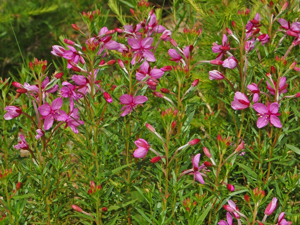 Chamaenerion fleischeri (ex Epilobium fleischeri) / Epilobio di Fleischer
